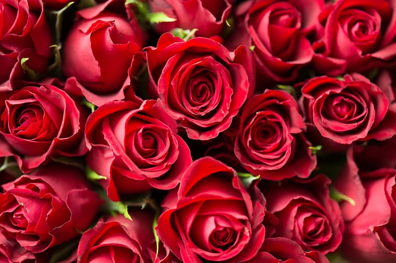 Bouquet of Roses